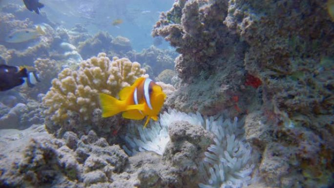 海葵和红海小丑鱼 (Amphiprion bicinctus) -红海/马萨阿拉姆-埃及