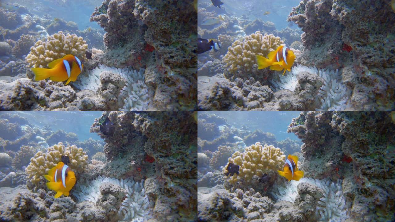 海葵和红海小丑鱼 (Amphiprion bicinctus) -红海/马萨阿拉姆-埃及