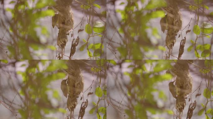 橄榄背太阳鸟 (Cinnyris jugularis) 在花园里的树枝上筑巢