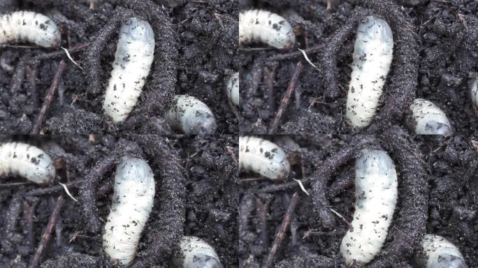 可能在地下6月甲虫的大型昆虫幼虫。特写选择性聚焦