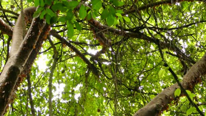 罕见的艳丽啄木鸟爬上黄鹂鸟附近的一棵树