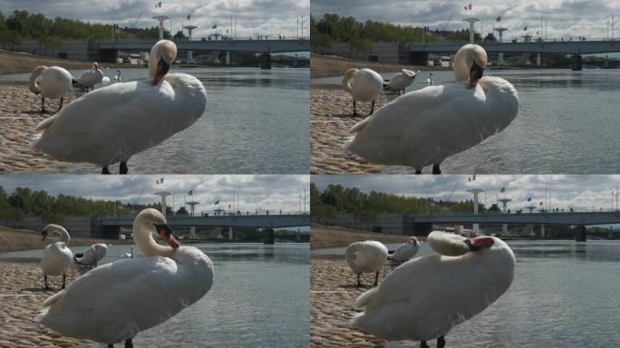 城市石河堤上的一只白天鹅正在清理羽毛