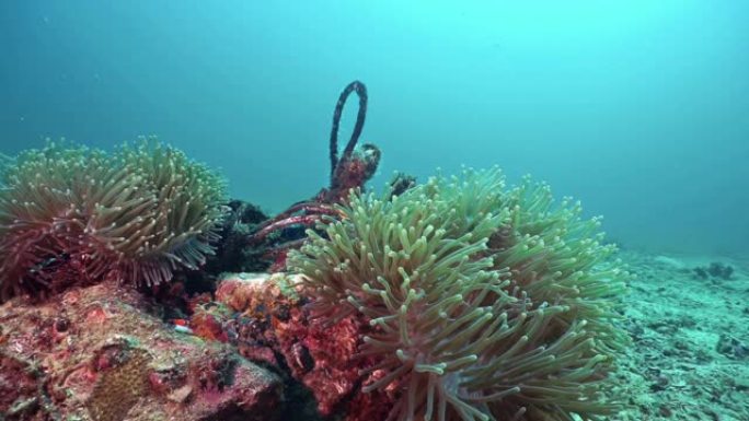 幽灵网污染纠缠在珊瑚礁的水下海葵中