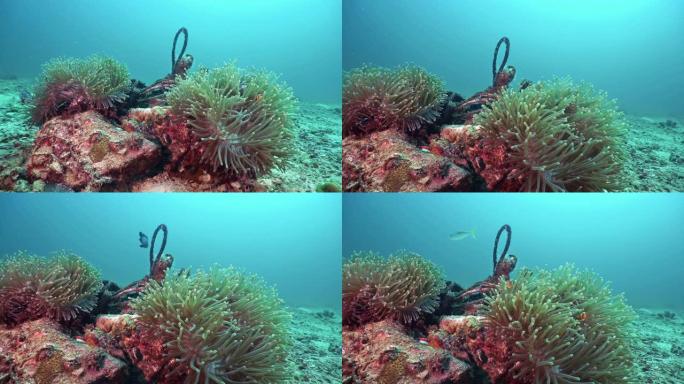 幽灵网污染纠缠在珊瑚礁的水下海葵中