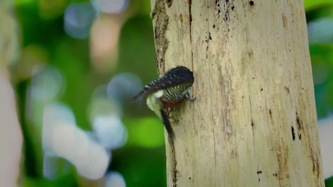 黑颊啄木鸟-Melanerpes pucherani常驻繁殖鸟，从墨西哥东南部向南到厄瓜多尔西部。发