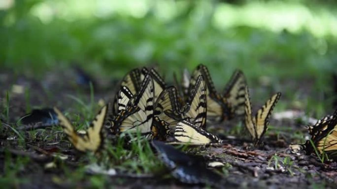 美国大烟山国家公园的蝴蝶
