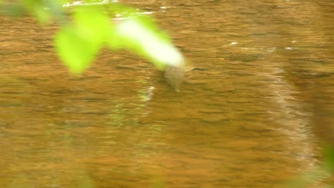 面对摄像机的鱼在逆流中游泳以保持原位