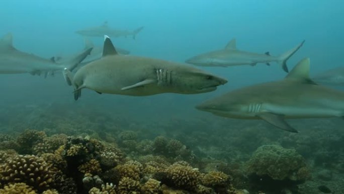 太平洋上有鱼的白鳍礁鲨。水下生活，鲨鱼在海洋中的珊瑚礁附近游泳。在清澈的水中潜水-4K