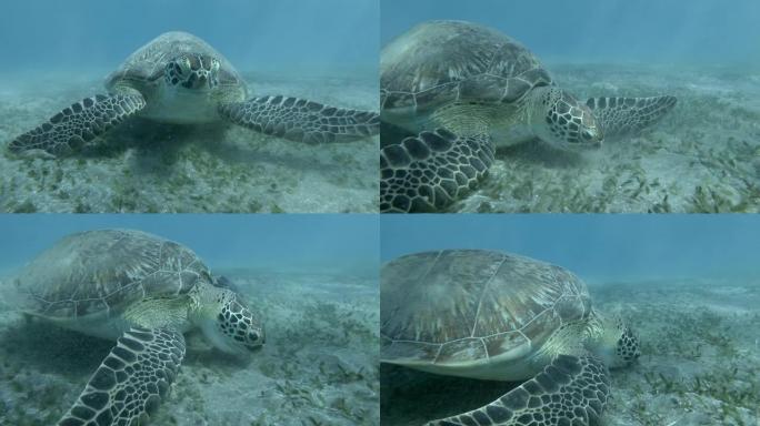 蓝色水底上的surfzone中吃海草的绿海龟的正面肖像。4K/50fps
