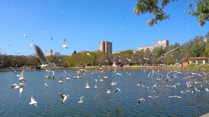 美丽的翠湖成群的海鸥