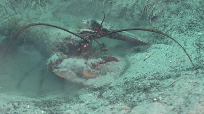 美国龙虾大虾特写展示深海水滴