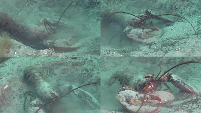 美国龙虾大虾特写展示深海水滴