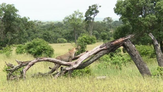 猎豹站在枯枝上，猎豹站在枯枝上野生动物