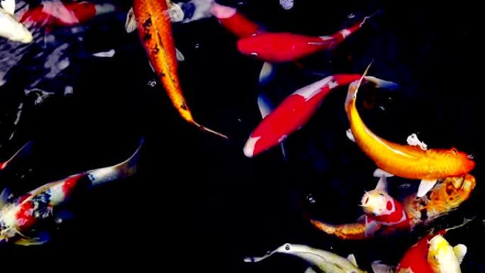 锦鲤鱼在水上花园游泳，花式鲤鱼，锦鲤鱼，锦鲤鱼在池塘游泳。孤立背景是黑色。花式鲤鱼或锦鲤鱼是红色，橙