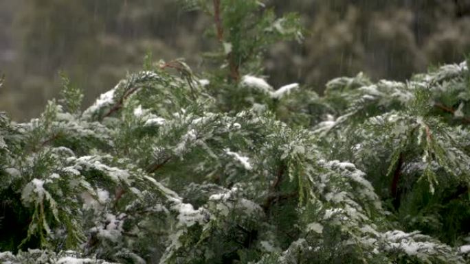 天气恶劣，下雪留下白色斗篷。