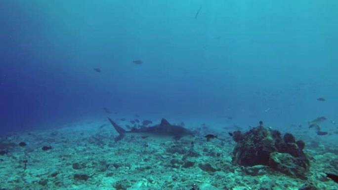 虎鲨游过岩石海底。虎鲨，Galeocerdo cuvier，印度洋，富瓦赫穆拉环礁，老虎动物园潜水场