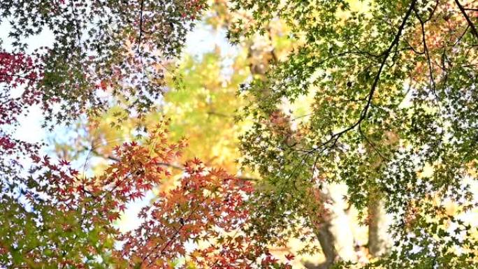 叶子掉落的变化秋季深秋秋色秋叶树木树叶