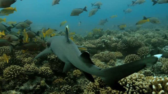 太平洋上有鱼的白鳍礁鲨。水下生活，鲨鱼在海洋中的珊瑚礁附近游泳。在清澈的水中潜水-4K