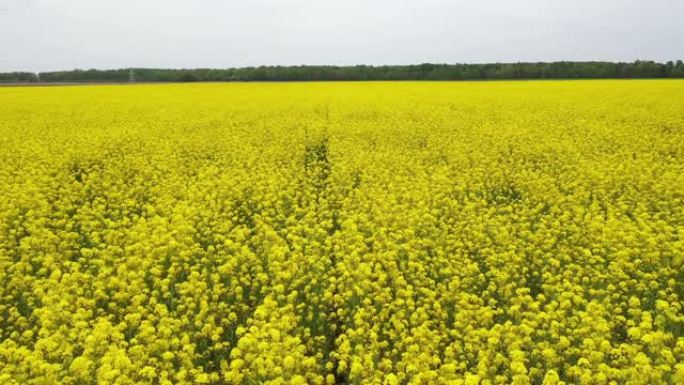 在春天的日子里，空中飞越明亮的黄色开花的油菜籽田