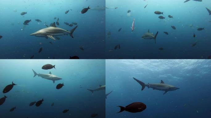 旋转鲨鱼靠近相机游泳