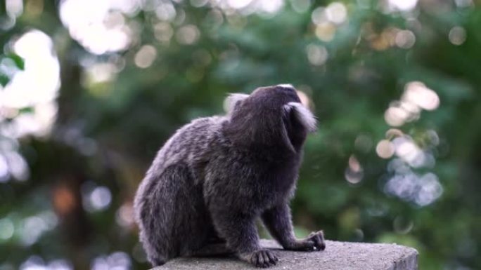 巴西米科小猴子以森林为背景四处张望