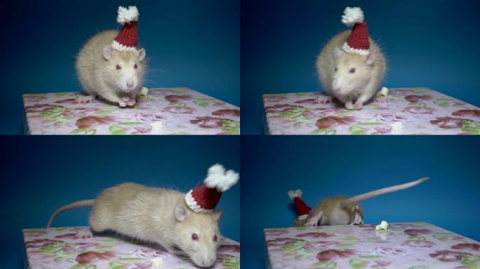 一只戴着红色圣诞老人帽子的可爱的米色老鼠坐在蓝色背景上的粉红色盒子上吃奶酪。她抓起一块新奶酪就跑了。