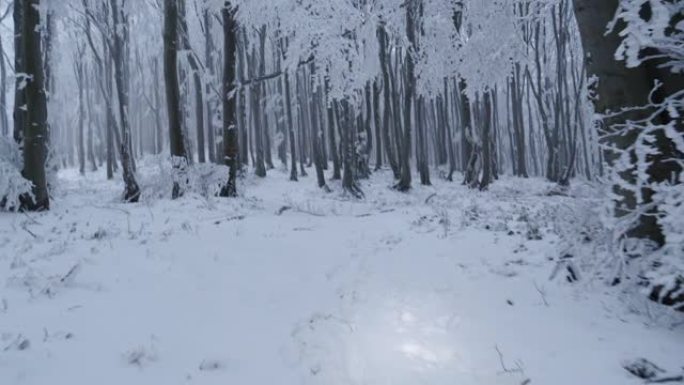 POV，冬季独行旅行者，黄昏时，大灯打开，在冰冻的森林中行走。自然界中的Vlogging。拥抱群山。