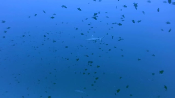 灰礁鲨 (Carcharhinus amblyrhynchos) 在马尔代夫的蓝水中一群红齿金鱼鱼 