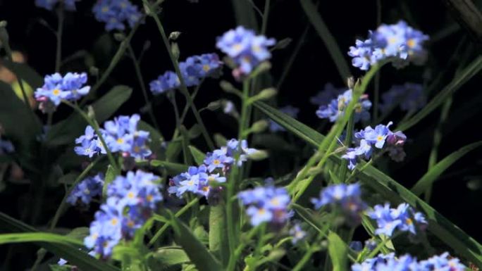 勿忘我 (Myosotis)