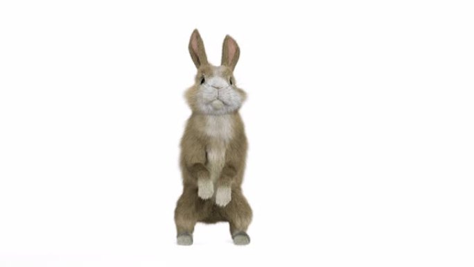 小兔子站立前视图跳跃的小兔子