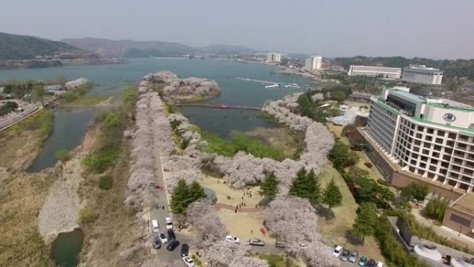 亚洲韩国庆州博蒙公园樱花盛开的鸟瞰图。