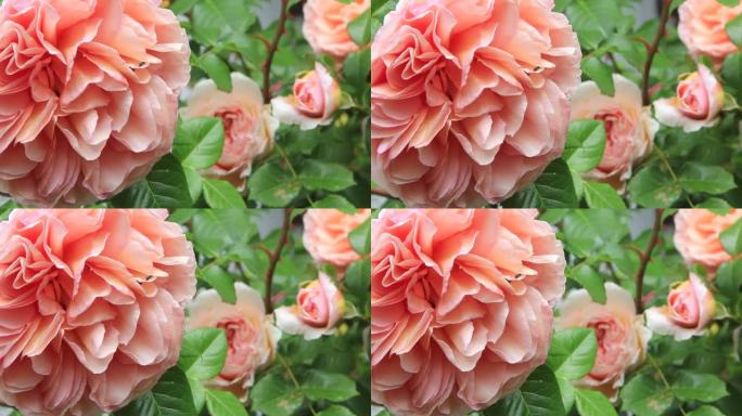 花园里盛开的玫瑰花瓣盛开粉红