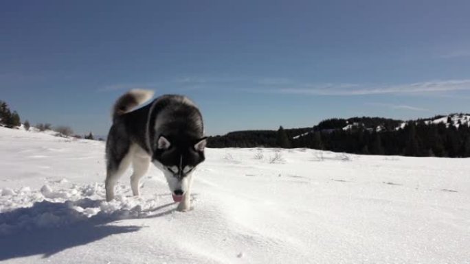 年轻的西伯利亚哈士奇在山上的新鲜雪上奔跑