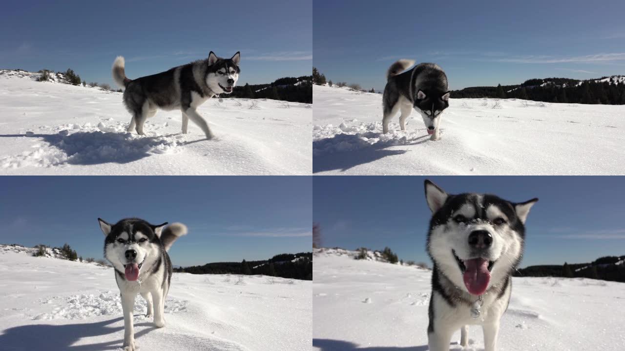 年轻的西伯利亚哈士奇在山上的新鲜雪上奔跑