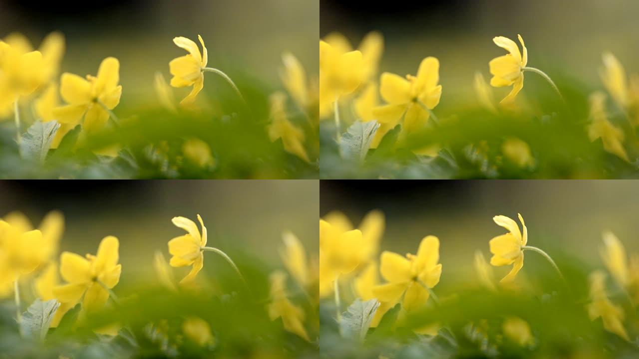 春天盛开的黄色海葵