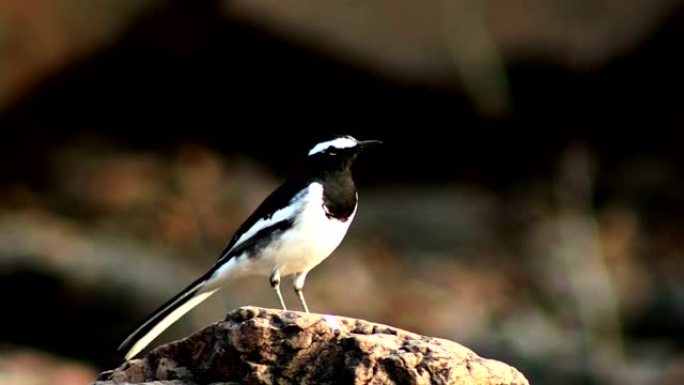 印度印多尔白眉Wagtail鸟