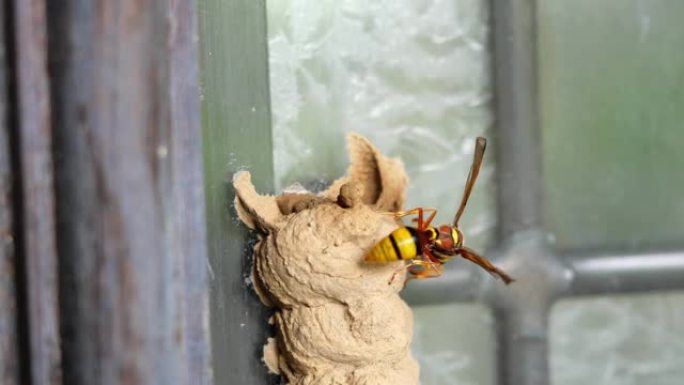 Ceriana wasp在木门上建立了一个带有土壤的巢穴