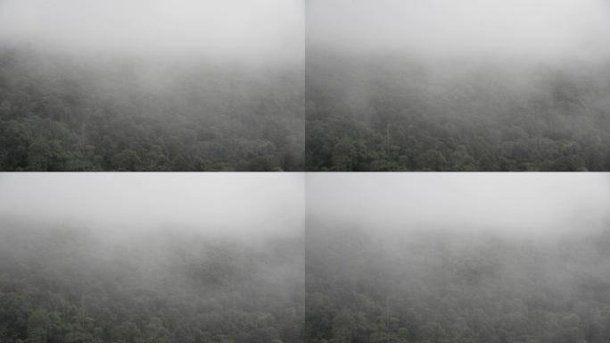 雨林中的晨雾。亚洲可怕的神秘雾蒙蒙的冬季森林