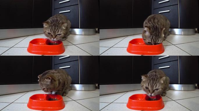 饥饿的苏格兰折叠小猫在厨房里吃食物。