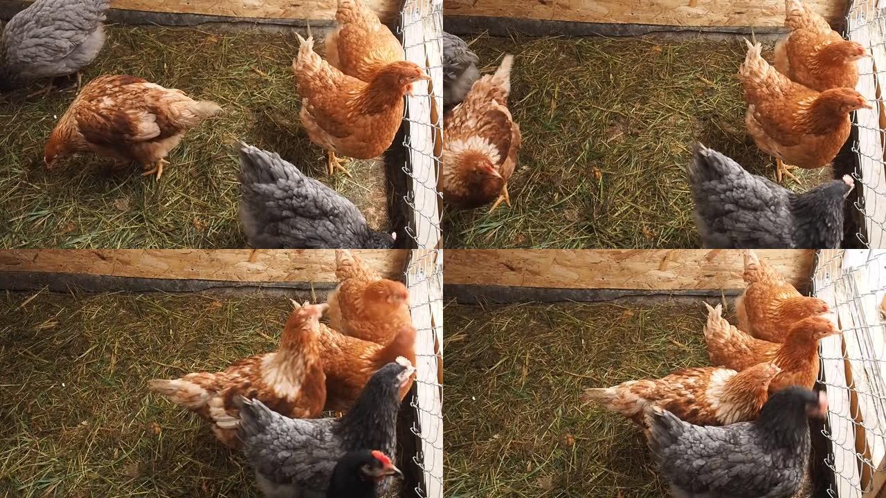 家庭农场里的活幼鸡。农业，肉蛋产品种鸡