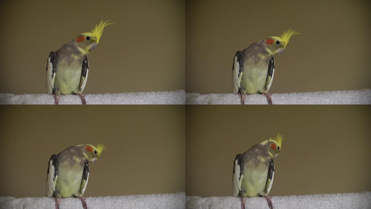 一只漂亮的雄鹦鹉栖息鸟鹦鹉可爱的玫瑰色脸颊和黄色凤头灰色身体视频一个肖像拍摄与孤立的平原背景与复制空