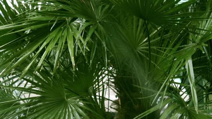 棕榈树树叶通过自动灌溉系统浇水，草坪洒水喷雾器在作用中，水流落在树叶上并滴落下来