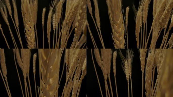 一堆成熟的小穗三维动画透明通道麦穗