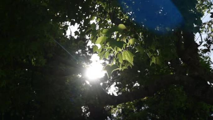 光线照在树叶上，风慢慢吹来。夏天气氛温暖。