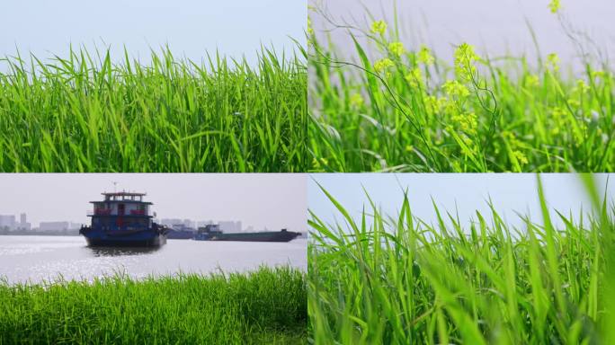 唯美江边湿地小草阳光清新草地生态环保