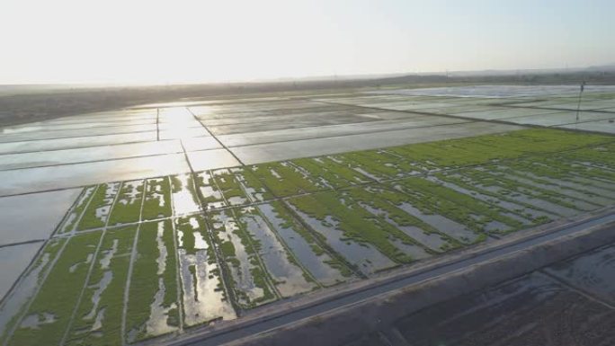 秘鲁的奇拉谷水稻农田航拍稻田航拍平原土地