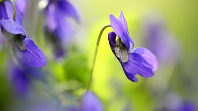 春天早期的狗紫罗兰开花