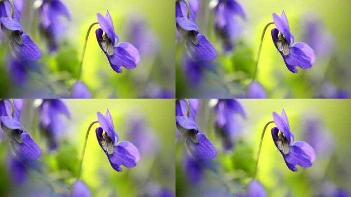 春天早期的狗紫罗兰开花
