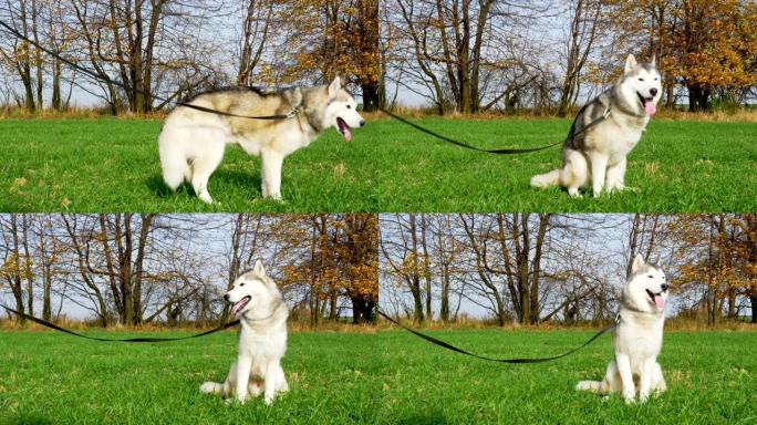 西伯利亚哈士奇与狗教练视频一起训练