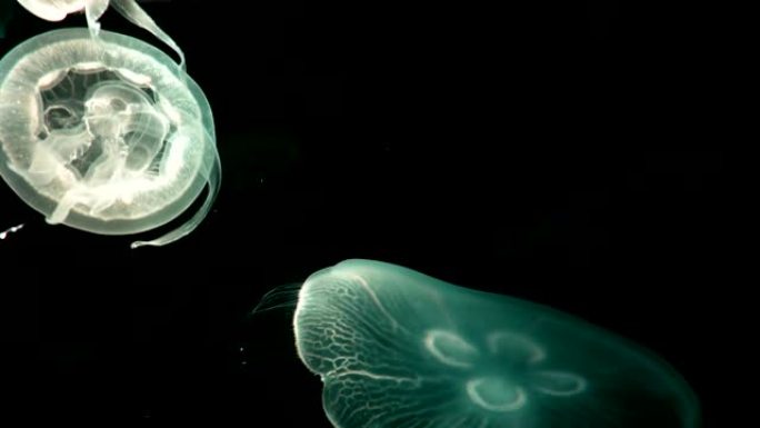 4K.一群荧光水母在水族馆游泳池游泳。透明水母水下镜头，发光的美杜莎在水中四处移动。海洋生物壁纸背景